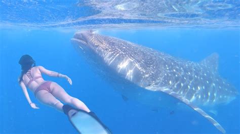 Pursued by a big bad wolf? BIGGEST FISH IN THE WORLD - Whale Sharks of Mexico - YouTube