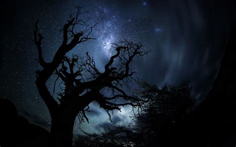 Wallpaper 1440x900 Px Night Silhouette Sky Stars Tree Trees