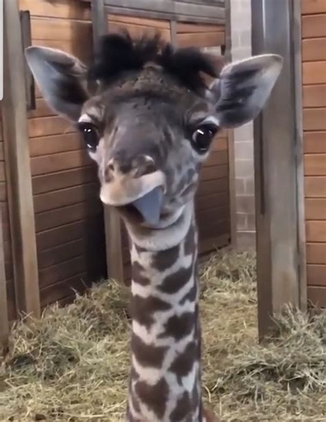 Baby Giraffe Sticking His Tongue Out 😋 Aww