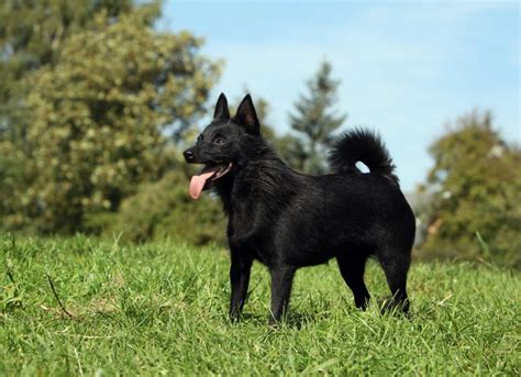 Schipperke Dog Breed Health And Care Petmd