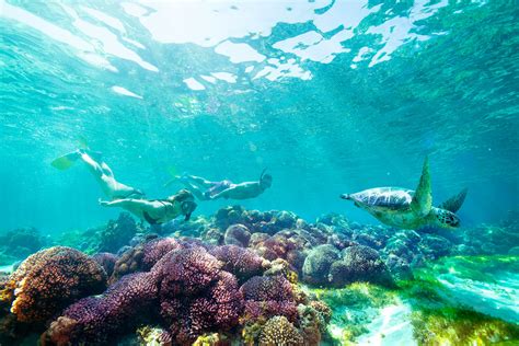 8 Spectacular Snorkelling Spots On Australias East Coast Fitzroy Island
