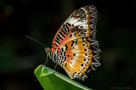 Leopard Lacewing Butterfly Taken At The Wings Of Fancy But Flickr