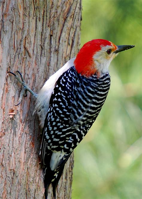 Filered Bellied Woodpecker On Tree Wikimedia Commons