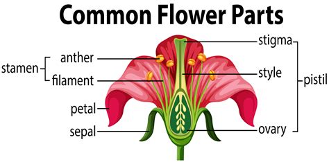 Parts Of A Flower And Their Functions Diagram | Best Flower Site