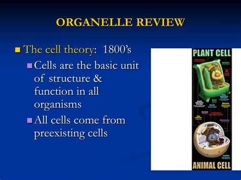 Ppt Organelle Review Powerpoint Presentation Free Download Id3782366