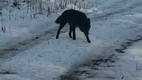 Black Coyote Spotted In Quantico Va 16 Jan 2019 Youtube