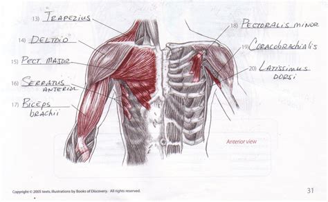 In this image, you will find muscles of the shoulder and chest, trapezius muscle, deltopectoral triangle, acromion, deltoid branch of the thoracoacromial artery in it. Ever-Green Massage Therapy: May 2011