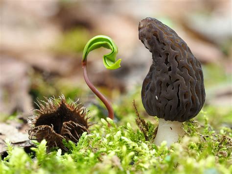 Spitzmorchel mit Ahornkeimling Foto & Bild | natur, pilz, pflanzen ...