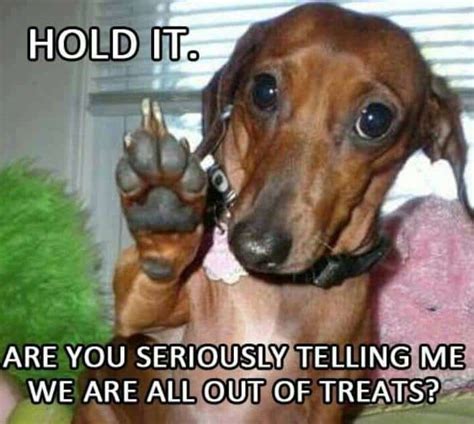 24 Dachshund Memes That Will Totally Make Your Day