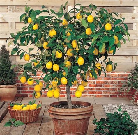 10 Dwarf Lemon Trees With How To Grow And Care Mississippi Greens