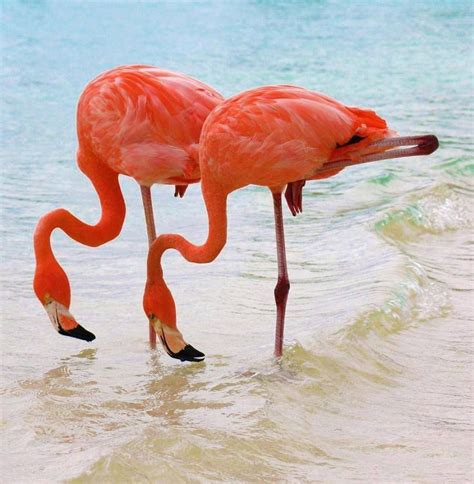 The Holiday Flamingo Beautiful Birds Flamingo Bird