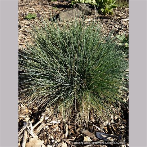 Festuca Glauca Beyond Blue Blue Fescue Dancing Oaks Nursery And