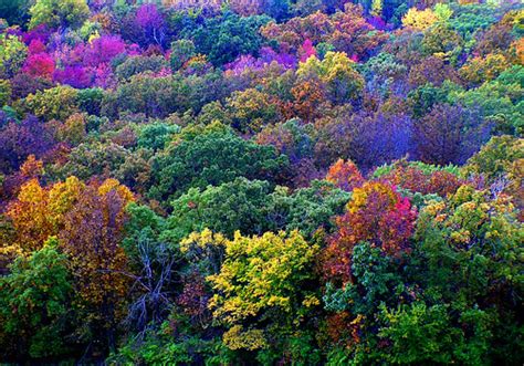 Kansas Fall Trees Mark Hood Flickr