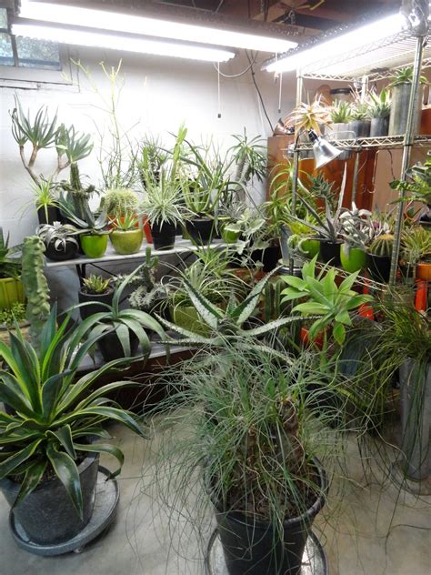 I would love to have a hobby in the winter and be. danger garden: Basement gardening — my version of sticking ...