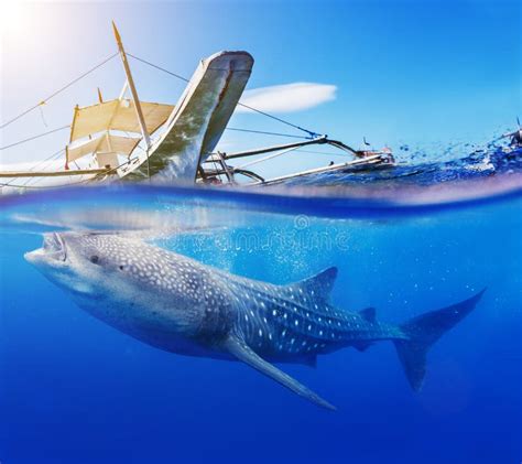 Underwater Shoot Of A Whale Shark Stock Photo Image Of Giant Ocean