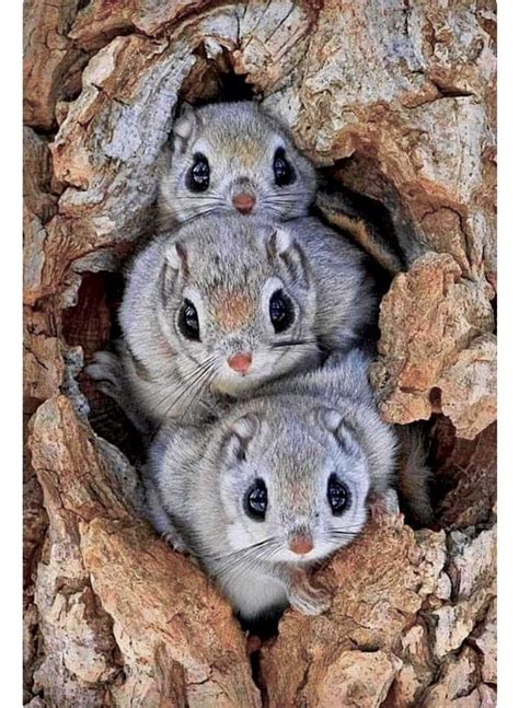 Three Japanese Dwarf Flying Squirrels Peeking Out Of Their Tree Hole