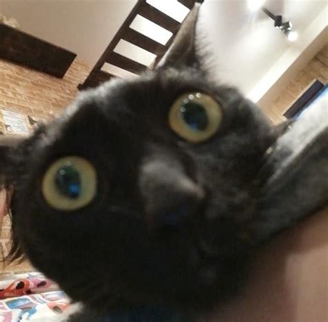 Black Cat Stare Blank Funny Meme Close To Camera Staring Cute Baby