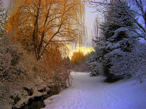 Free Images Landscape Tree Forest Branch Snow Cold Winter