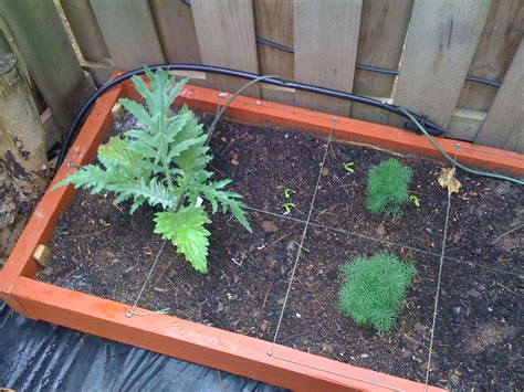 Maybe you would like to learn more about one of these? Square Foot Gardening in Northern Virigina
