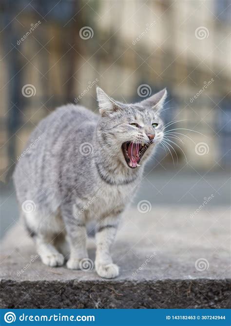 2019 Stray Cat Photographer New Photo Cute Grey Street