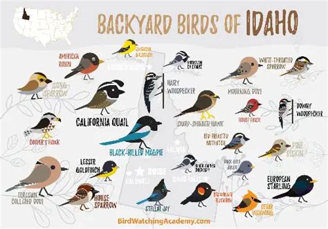 Birds Of Idaho Top 25 Backyard Species Of The Gem State Birdinghub