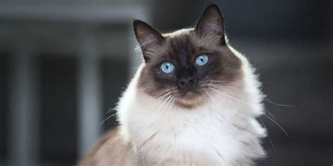 The Seal Point Ragdoll Cat A Guide To Seal Point Coloration