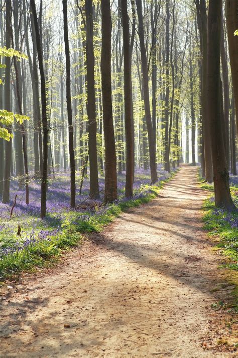 Walk Path In Sunny Forest With Flowers Scenery Path To Heaven