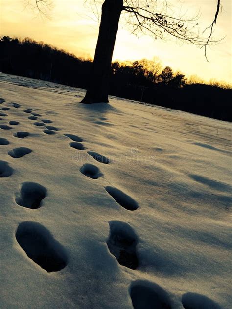 Snowy Footprints Stock Photo Image Of Side Footprints 44591926