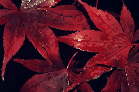 Japanese Maple Leaves By Pointthree On Deviantart