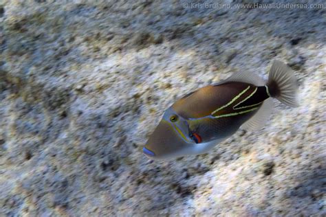 Wedgetail Triggerfish Rhinecanthus Rectangulus 3 27 2016 Kris