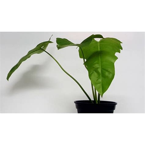 Philodendron Simmondsii Shopee Thailand