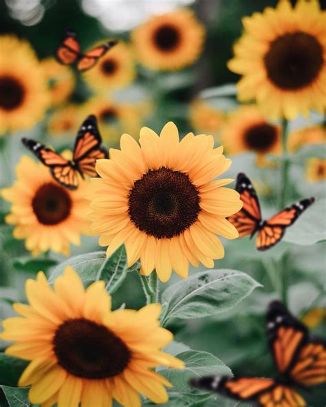 Sunflowers 🌻 On Twitter Sunflower Pictures Sunflower Wallpaper
