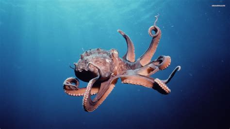 Octopus In Sea Wallpaper Hd Wallpapers