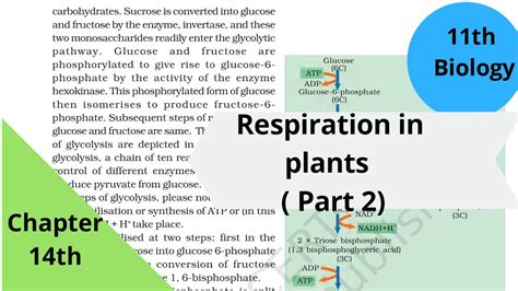 Ncert Class 11th Biology Chapter 14th Respiration In Plants Part 2