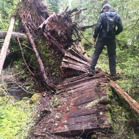 Alder Lake Park Camping | Eatonville, WA | The Dyrt