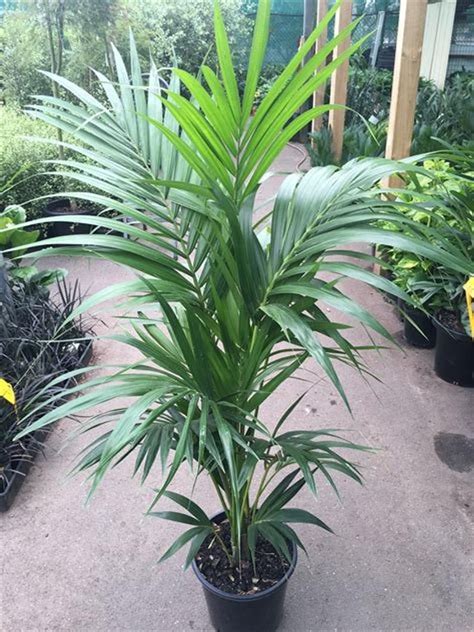 Kentia Palm 1 Plant 3 Feet Tall Ship In 3 Gal Pot Etsy In 2020