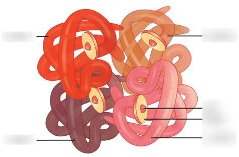 Hemoglobin Molecule Diagram Diagram Quizlet