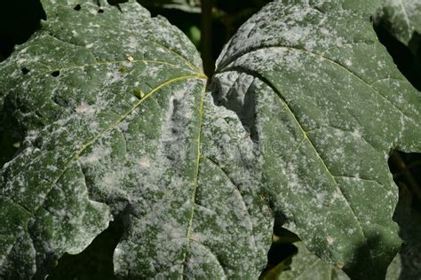 Grey Spots On Green Maple Leaves Affected By Erysiphales Powdery Mildew