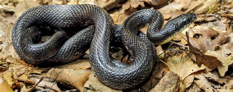 Images Of A Black Rat Snake Snake Poin