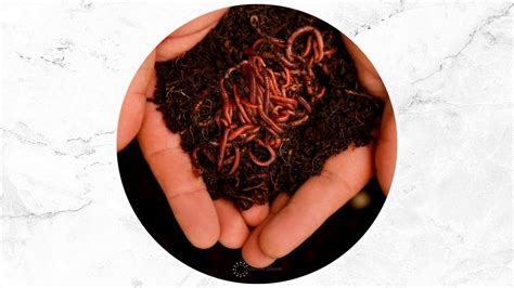 Types Of Bad Worms In Garden Soil Removal Methods