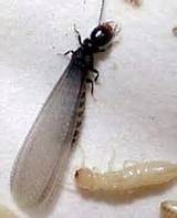 Images of Swarmer Termites Pictures