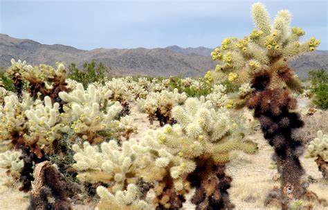Cholla Cactus Garden In Joshua Tree National Park California Image