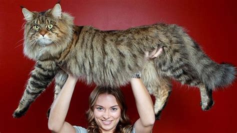 This Mega Monster Cat May Become The Biggest Cat In The World