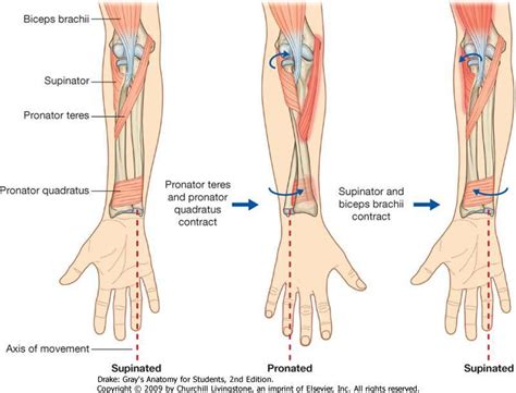 Elbow Complex Anatomical Considerations Anatomy Ligaments And