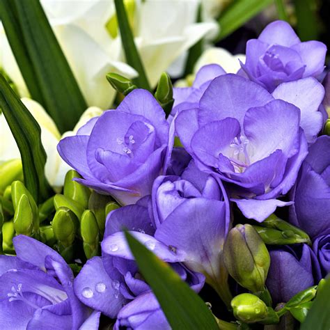 Freesia Double Blue Freesia Lacteal Corms Fragrant Purple Freesias To Plant Easy To Grow Bulbs