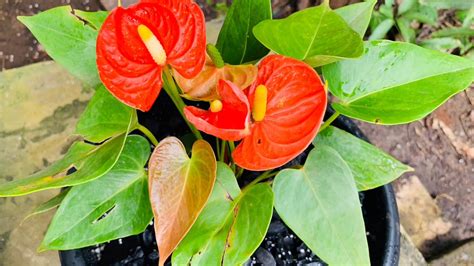 Also called flamingo flowers, they have rich burgundy, bright red, pretty pink or white heart shaped flowers with an interesting waxy appearance and a distinctive yellow 'spadix' growing from the base. ANTHURIUM REPOTTING METHOD 🍃/ how to make anthurium ...