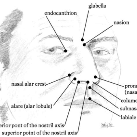 Horizontal Section Through The Main Nasal Passage Showing The Nasal