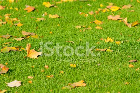 Leafy Turf Stock Photo Royalty Free Freeimages