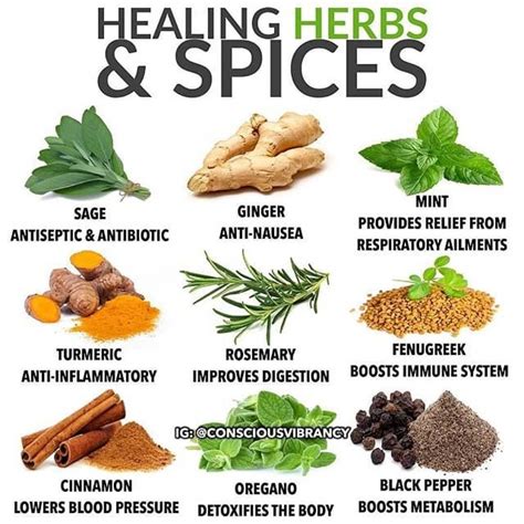 Tanaman Herbal Untuk Mencegah Covid 19 Brainly Tanaman Obat Herbal