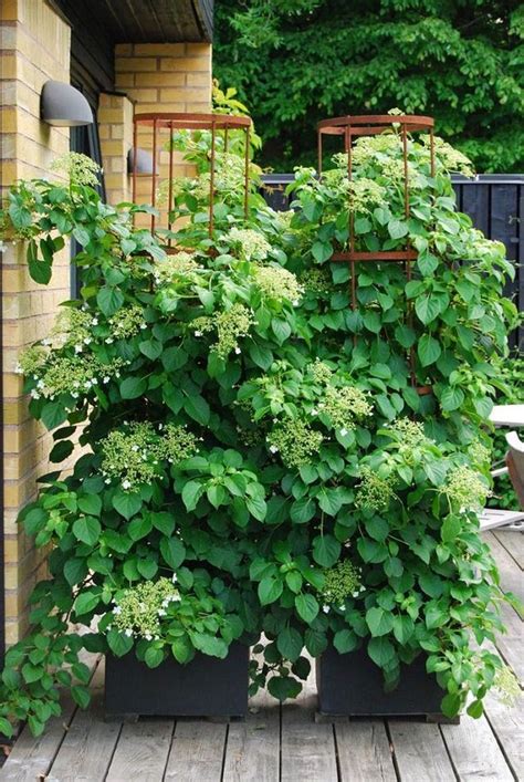 Amazing Vertical Garden Ideas About Climbing Plants In Pots